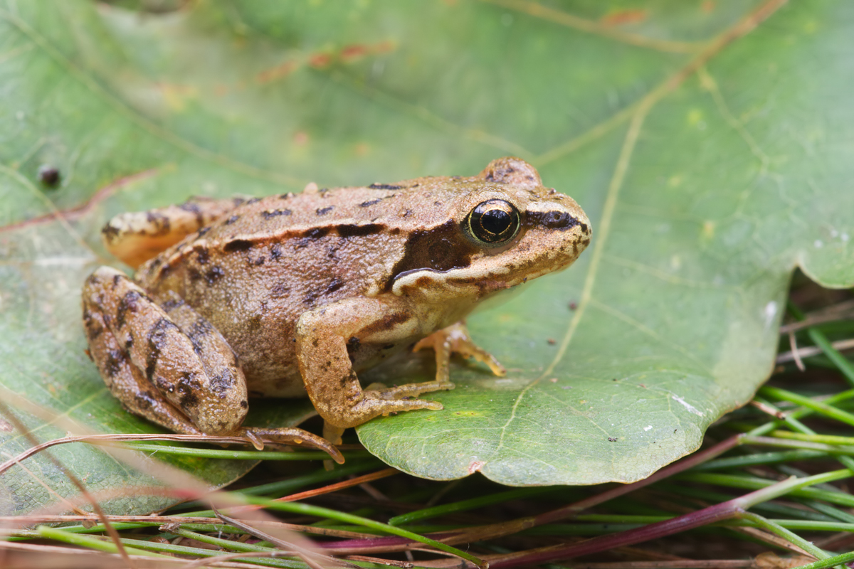 Common Frog 1